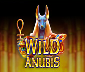 Wild Anubis