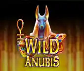 Wild Anubis