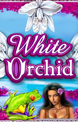 White Orchid