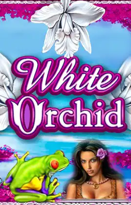 White Orchid